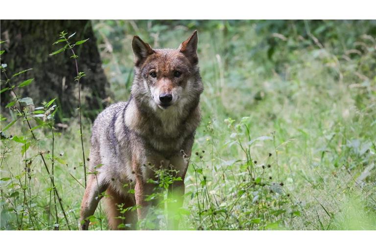 Ein weiterer Wolf ist Stammgast in Baden-Württemberg. (Symbolfoto)
