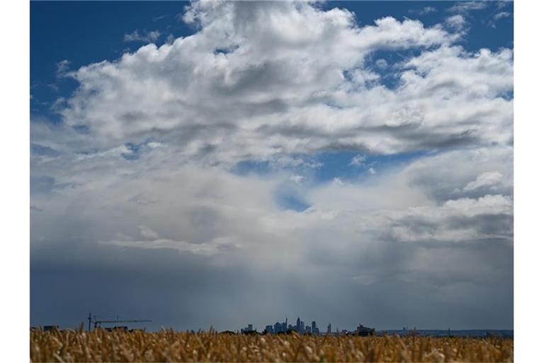 Ein Weizenfeld bei Bad Soden im Taunus leuchtet im Sonnenschein, während Regenwolken über der Skyline von Frankfurt am Main hinwegziehen. Foto: Arne Dedert/dpa
