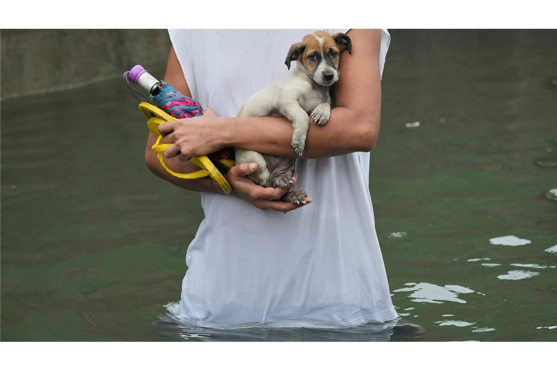 Wetterchaos auf den Philippinen - 280.000 Menschen obdachlos Ein Welpe wird von einem Mann getragen, nachdem er aus einem überschwemmten Haus auf den Philippinen gerettet wurde.
