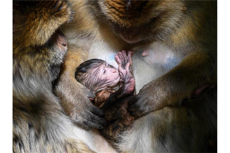 Ein wenige Tage altes Berberaffenbaby im Freigehege Affenberg auf dem Schoß seiner Mutter. Foto: Felix Kästle