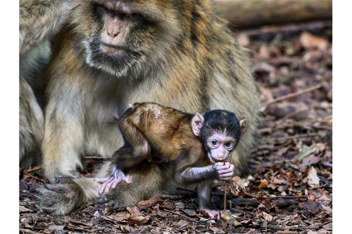 Nachwuchs am Affenberg macht erste Gehversuche Ein wenige Wochen altes Berberaffenbaby hält sich bei seiner Mutter auf. Foto: Felix Kästle/dpa