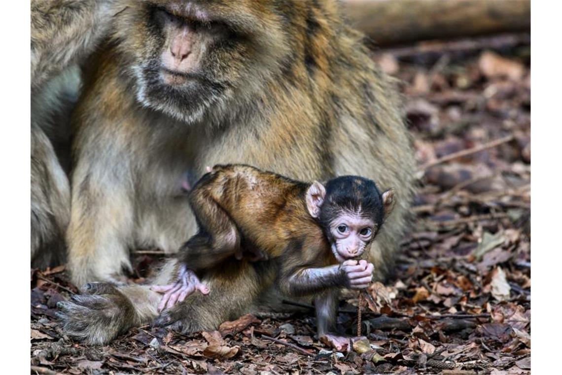 Ein wenige Wochen altes Berberaffenbaby hält sich bei seiner Mutter auf. Foto: Felix Kästle/dpa