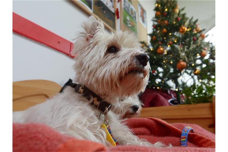 Ein West Highland Terrier sitzt in einem Tierheim vor einem geschmückten Weihnachtsbaum. Foto: Rainer Jensen/dpa