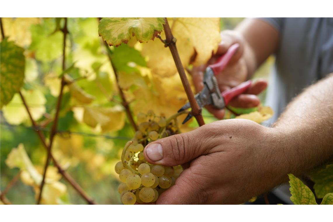 Ein wichtiger Bestandteil der Region ist in Gefahr – der Weinbau.
