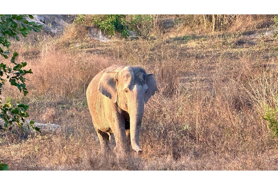 Ein wilder Elefant hatte den Camper attackiert. (Symbolbild)