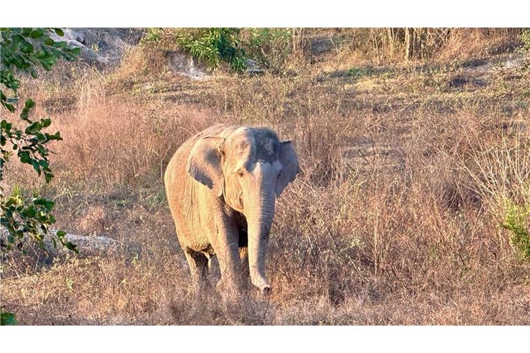 Ein wilder Elefant hatte den Camper attackiert. (Symbolbild)