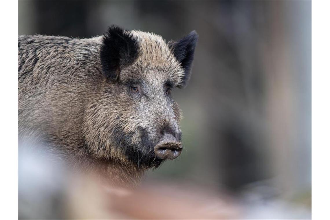Jäger erlegen weniger Wildschweine im Südwesten Ein Wildschwein. Foto: Lino Mirgeler/dpa/Archivbild