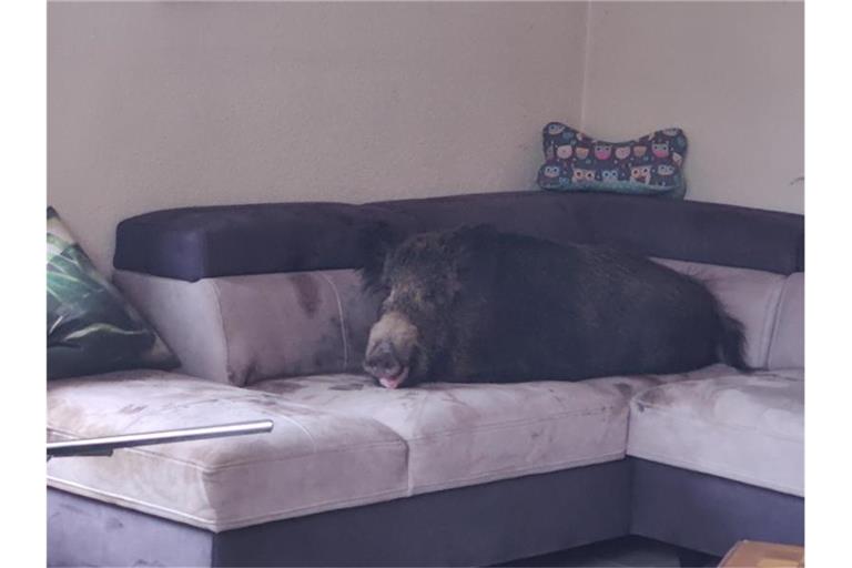 Ein Wildschwein hat es sich auf einer Wohnzimmercouch gemütlich gemacht. Foto: Polizei Hagen/dpa