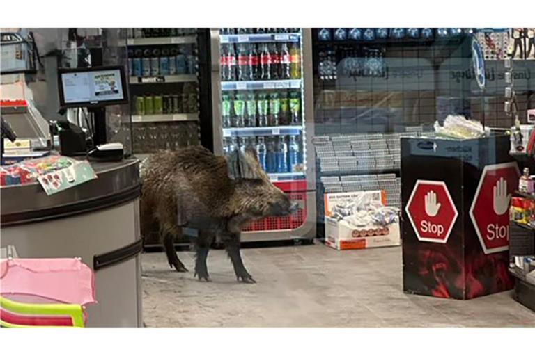 Ein Wildschwein hat sich in einem Kaufhaus verlaufen.