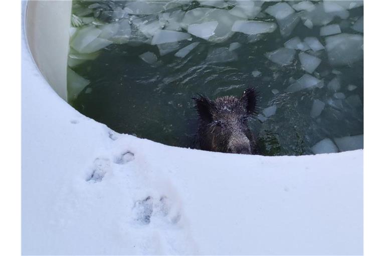 Ein Wildschwein ist in einem Swimmingpool in Neuss gefangen. Foto: -/Feuerwehr Neuss/dpa