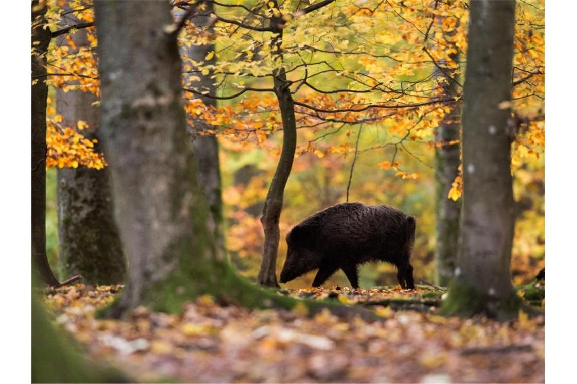 Ein Wildschwein läuft in einem Wildschweingehege durch den Wald. Foto: Lino Mirgeler/dpa/Archivbild