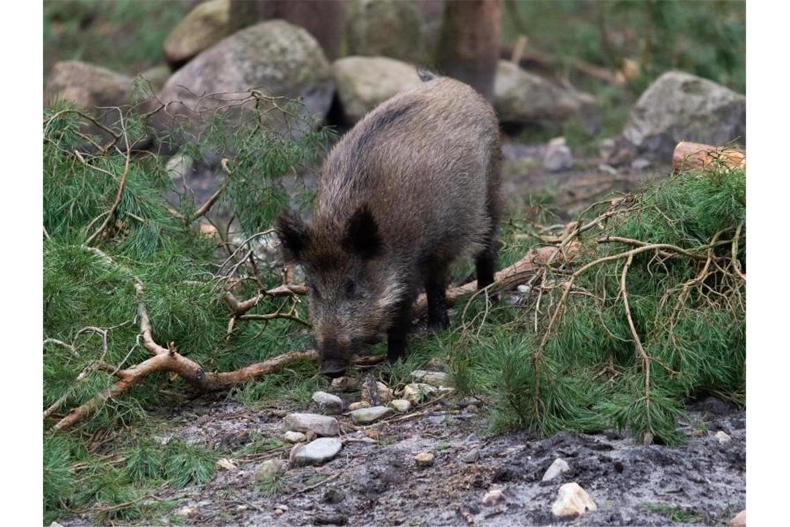 Ein Wildschwein läuft über das Gelände eines Wildgeheges. Foto: Jonas Walzberg/dpa/Symbolbild