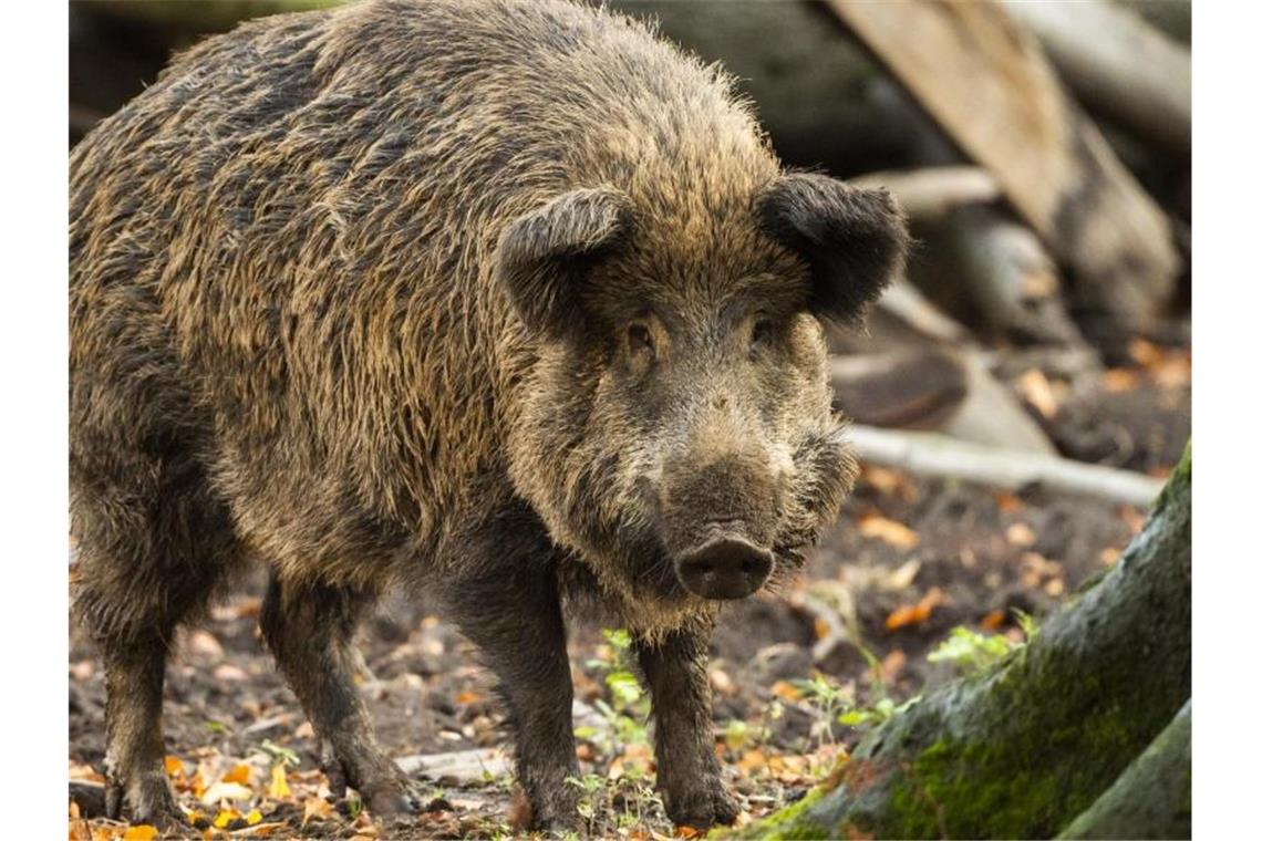 Ein Wildschwein steht in einem Gehege im Wildpark Düsseldorf. Foto: Christophe Gateau/dpa