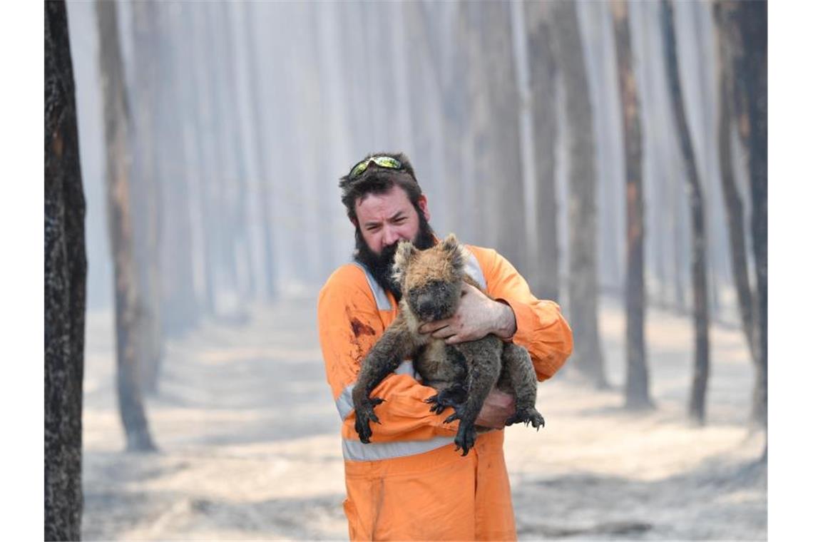 Australien will Koalas besser schützen Ein Wildtierretter im Einsatz: Die Buschfeuer haben den Koalas schwer zugesetzt. Foto: David Mariuz/AAP/dpa