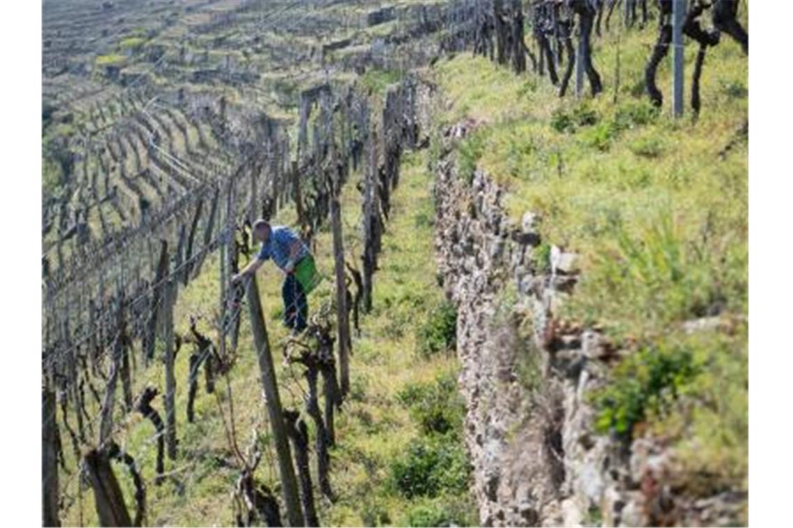 Ein Winzer bringt in einem Weinberg Pheromonampullen zwischen Weinreben an. Foto: Marijan Murat/dpa