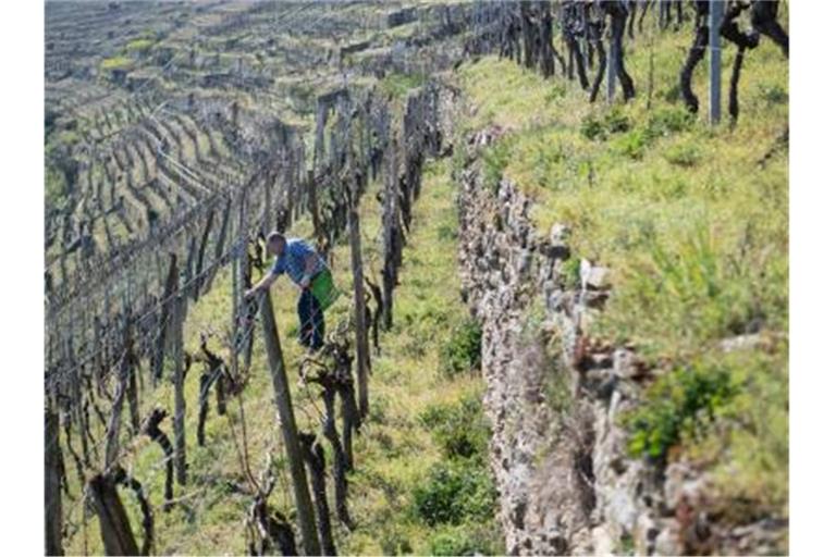 Ein Winzer bringt in einem Weinberg Pheromonampullen zwischen Weinreben an. Foto: Marijan Murat/dpa