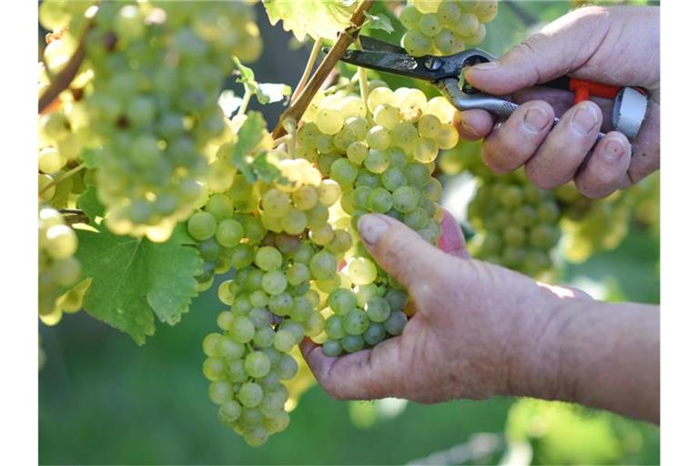 Ein Winzer schneidet an der hessischen Bergstraße während der Weinlese Weintrauben der Sorte Müller-Thurgau von einem Rebstock. Foto: Uwe Anspach/dpa/Archivbild