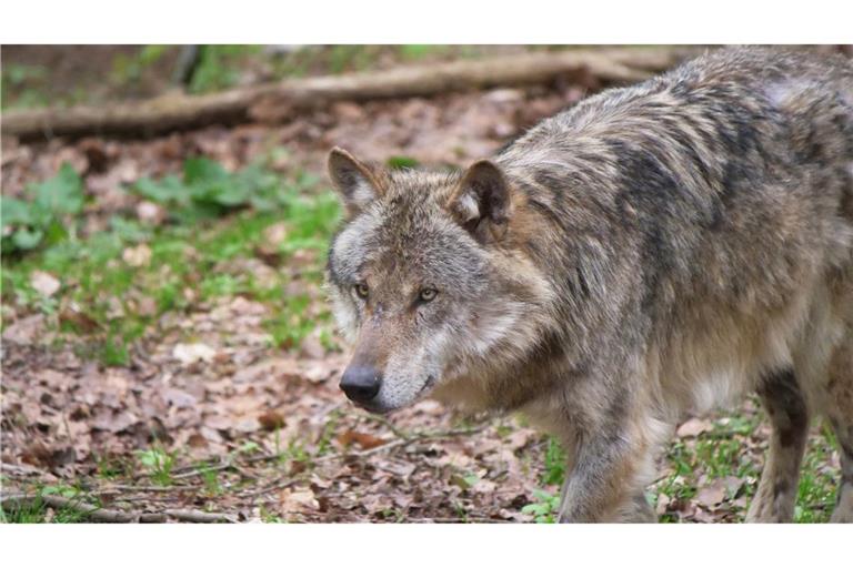 Ein Wolf aus Sachsen-Anhalt hat im Schwarzwald drei Ziegen getötet. (Symbolbild)