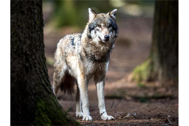 Ein Wolf (Canis lupus) steht in einem Wildpark in seinem Gehege. Foto: Alexander Heinl/dpa/Archivbild