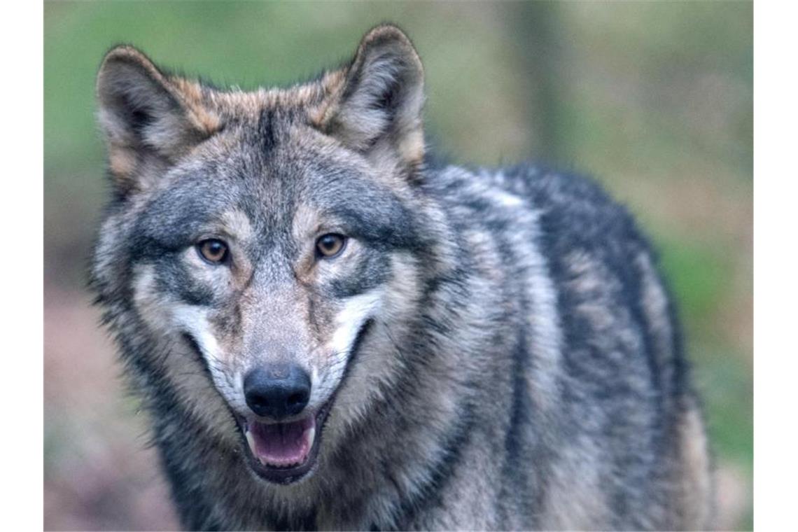 Wolf im Odenwald Stammgast? Experten sind sich sicher Ein Wolf. Foto: Boris Roessler/dpa/Symbolbild
