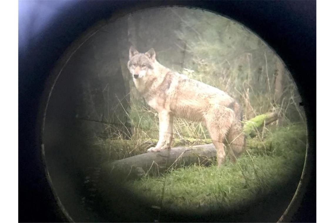 Schutz vor dem Wolf: Hilfe für Nutztierhalter im Schwarzwald