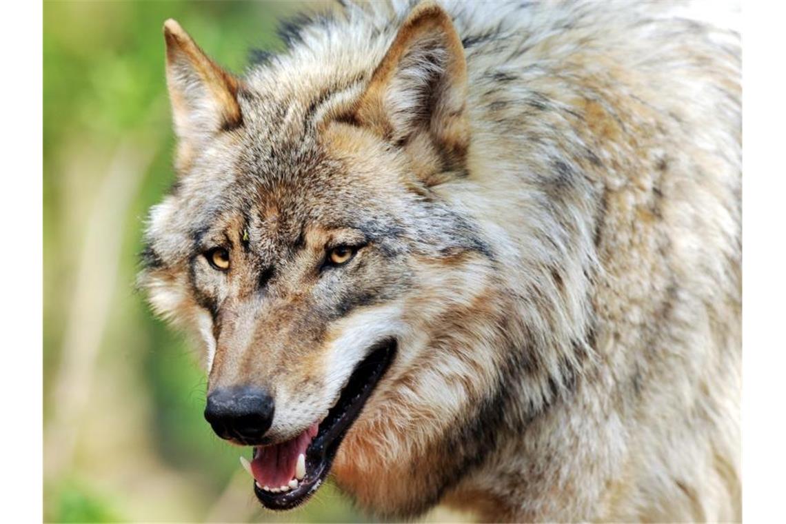Ein Wolf. Foto: Ingo Wagner/dpa/Archivbild