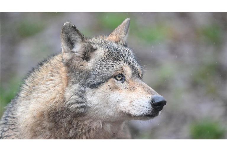 Ein Wolf hat in Hamburg eine Frau gebissen und verletzt. (Symbolbild)