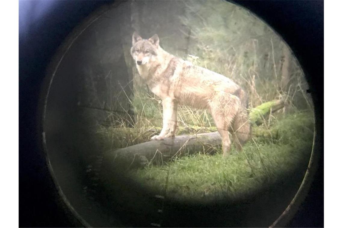 Ein Wolf im Wildpark Eekholt - fotografiert durch ein Zielfernrohr. Foto: Carsten Rehder