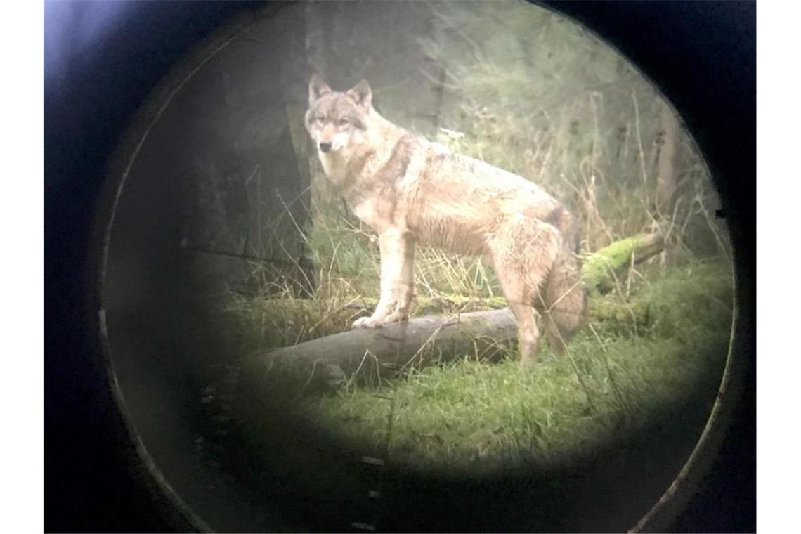 Abschuss von angriffslustigen Wölfen soll leichter werden Ein Wolf im Wildpark Eekholt - fotografiert durch ein Zielfernrohr. Foto: Carsten Rehder