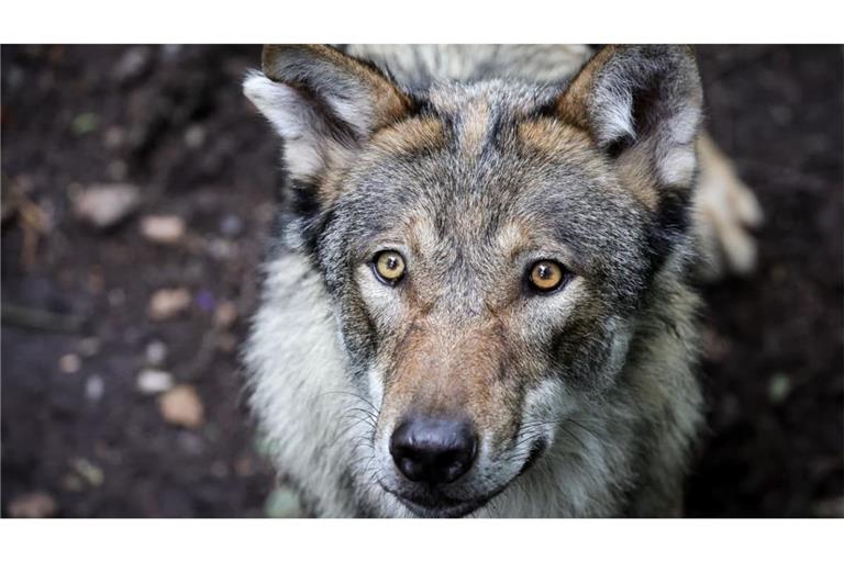 Ein Wolf in einem Gehege: Ganz so nah kam der Honrisgrinde-Wolf im Schwarzwald Menschen wohl nicht, aber Begegnungen und Sichtungen gab es bereits viele.