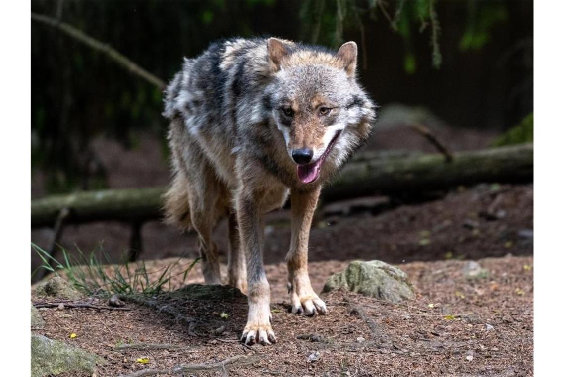 Ein Wolf in einem Gehege im Bayerwald-Tierpark in Lohberg. Foto: Armin Weigel/dpa