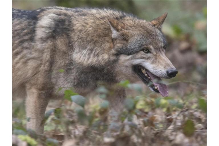 Ein Wolf in einem Wald. Foto: Boris Roessler/dpa/Archivbild