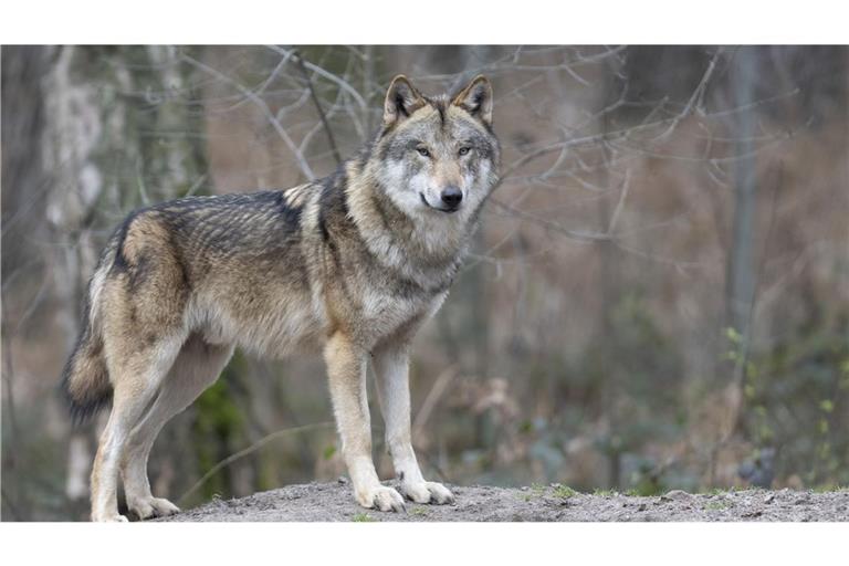 Ein Wolf ist in Baden-Württemberg überfahren worden (Symbolbild).