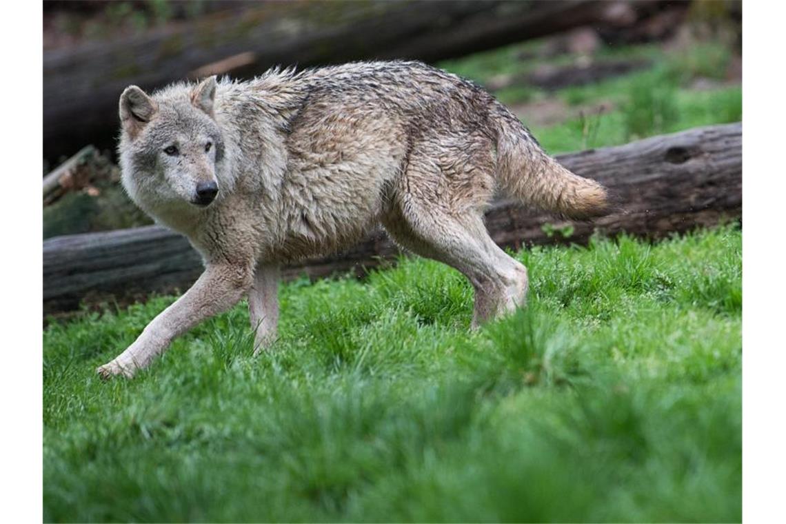 Ein Wolf läuft auf einer Wiese im Wald. Foto: Sebastian Gollnow/dpa/Symbolbild