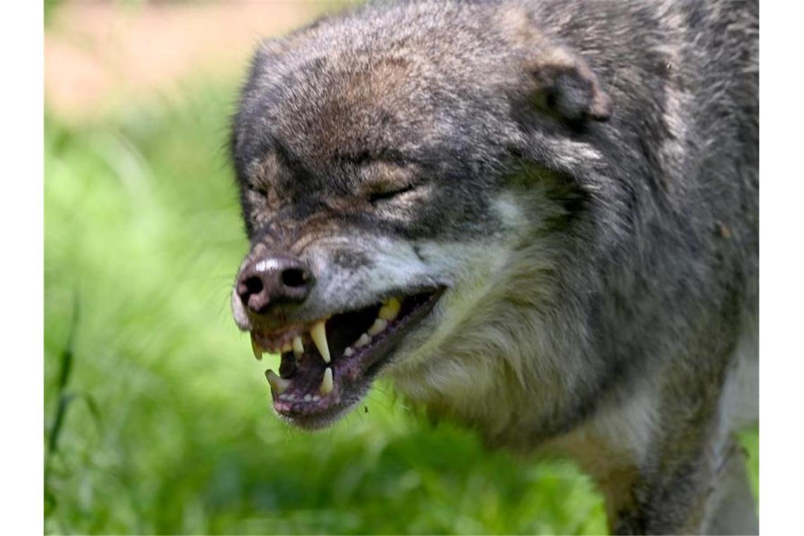 Ein Wolf läuft durch das Gehege im Wildpark. Foto: Carsten Rehder/dpa/Symbolbild