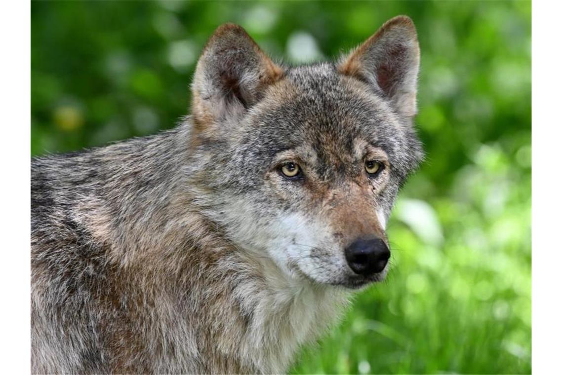 Drei Schafe im Odenwald von Wolf gerissen