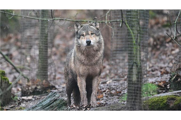Ein Wolf läuft durch ein Gehege im Tierpark Wildparadies Tripsdrill (Symbolbild).