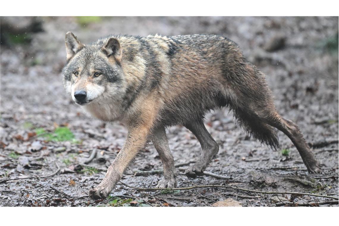 Ein Wolf läuft durch ein Gehege im Tierpark Wildparadies Tripsdrill (Archivbild).