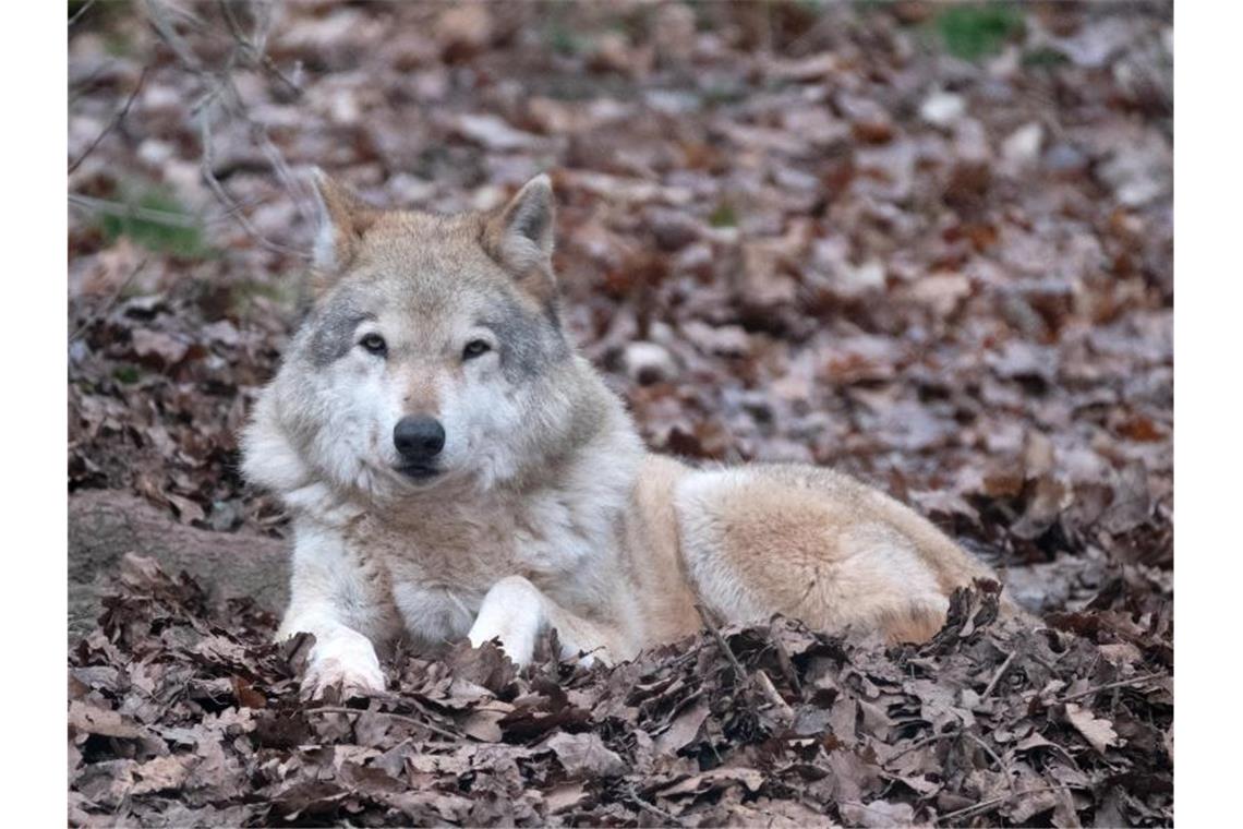 Bald mehr Wölfe und weitere „Wolfsgebiete“ im Südwesten? Ein Wolf liegt auf einem mit Blätter bedeckten Boden. Foto: Bernd Weißbrod/dpa/Archivbild