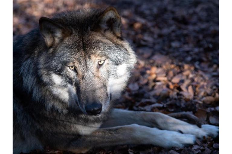 Ein Wolf liegt in einem Tierpark auf dem Waldboden. Foto: Soeren Stache/dpa-Zentralbild/dpa/Symbolbild