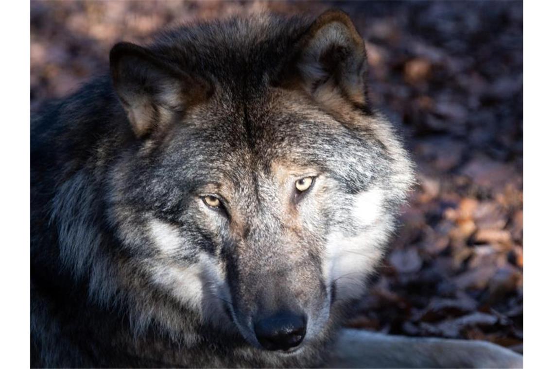 Ein Wolf liegt in einem Tierpark auf dem Waldboden. Foto: Soeren Stache/dpa-Zentralbild/dpa/Symbolbild