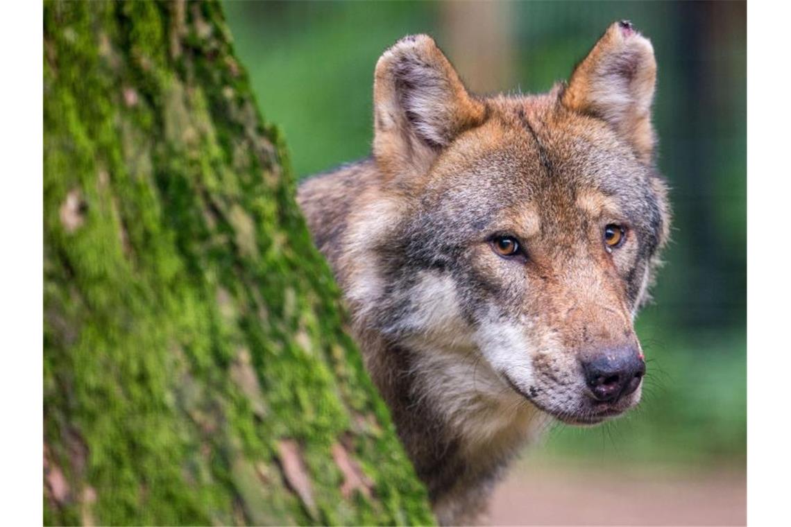 Sesshafter Wolf aus dem Schwarzwald ist vierte Stammgast Ein Wolf schaut hinter einem Baum hervor. Foto: Lino Mirgeler/dpa/Symbolbild