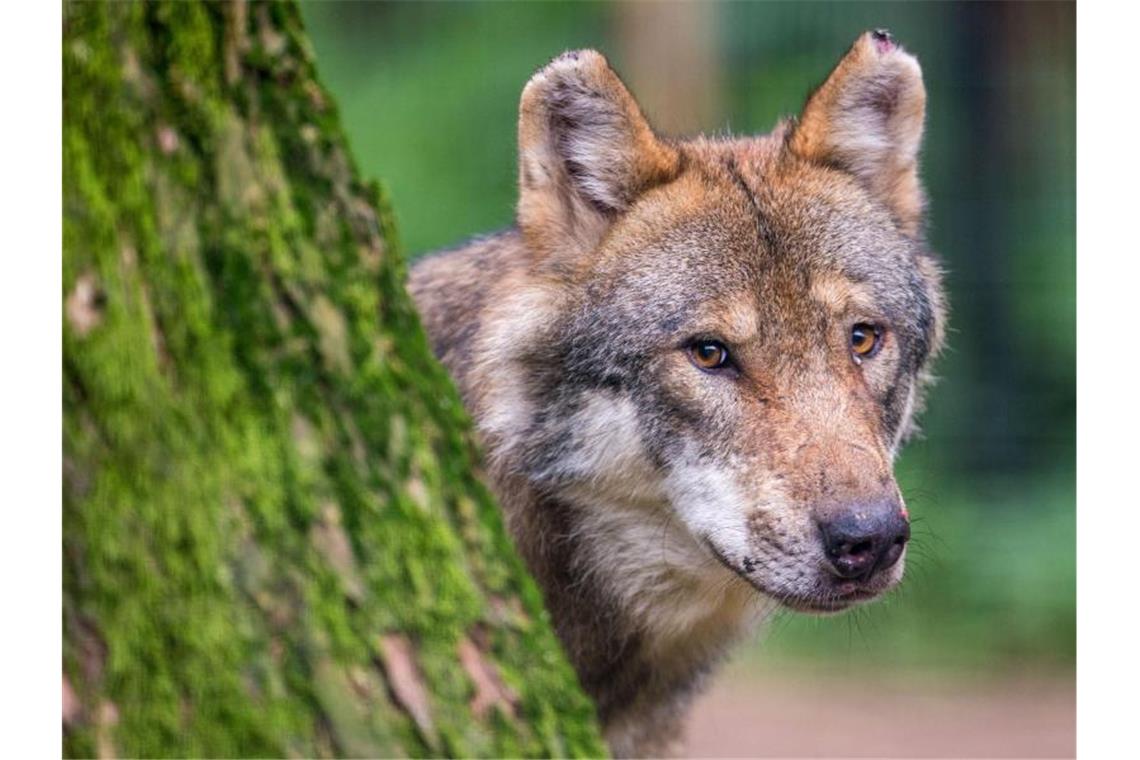 Erneut Wolf bei Schluchsee nachgewiesen
