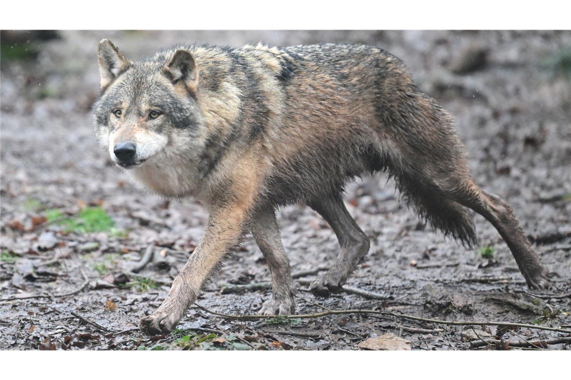 Ein Wolf sorgte in Leverkusen für einen Stopp des Karnevalszugs.