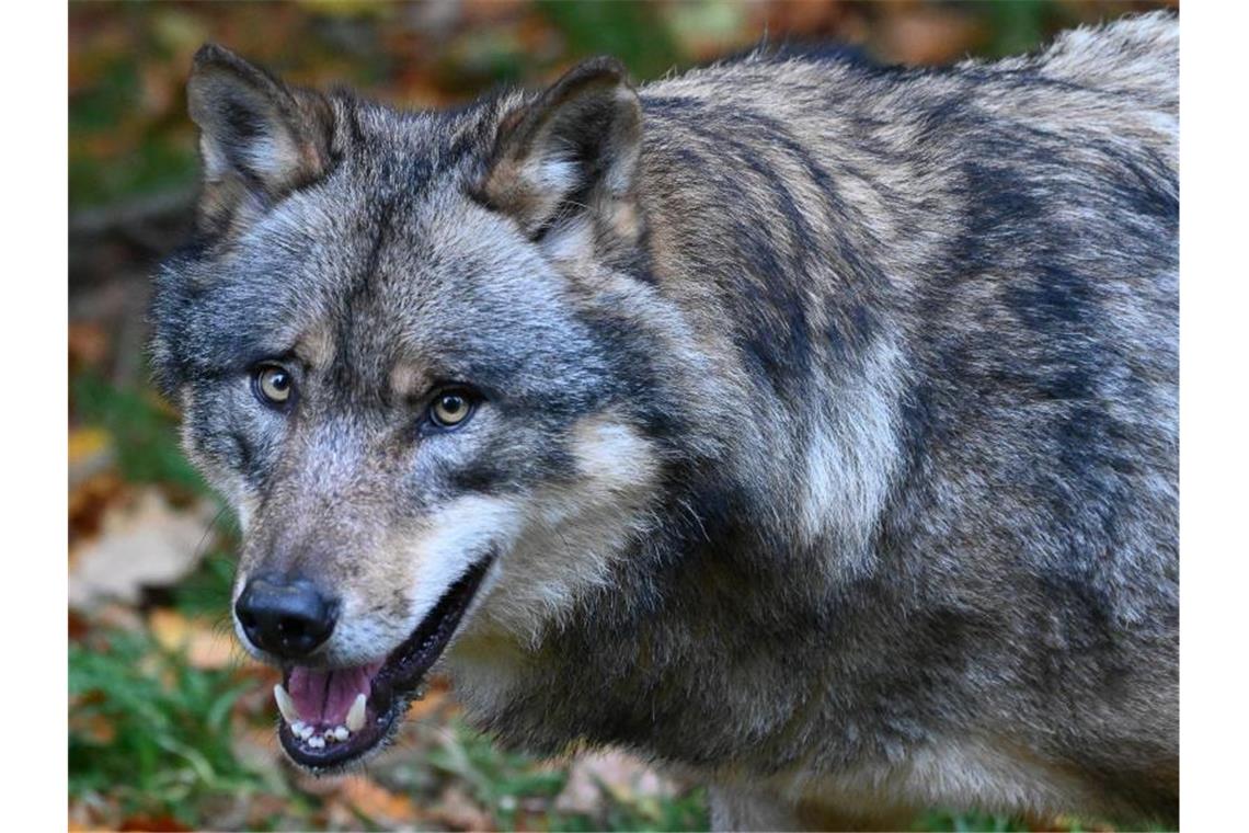 Ein Wolf steht in einem Gehege. Foto: Swen Pförtner/dpa/Symbolbild