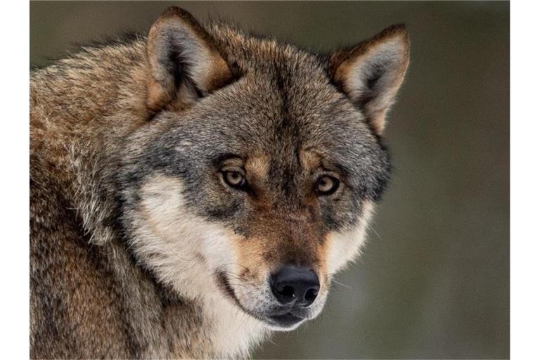 Ein Wolf steht in einem Gehege im Wildpark Neuhaus. Einb Waldkindergarten in Schleswig-Holstein wurde vorsorglich geräumt, weil sich ein aggressiver Wolf in der Nähe befindet. Foto: Swen Pförtner/dpa