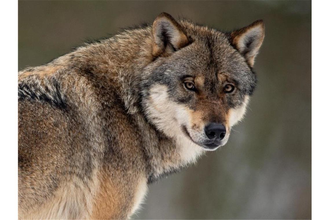 Ein Wolf steht in einem Gehege im Wildpark Neuhaus. Foto: Swen Pförtner/dpa/Archivbild