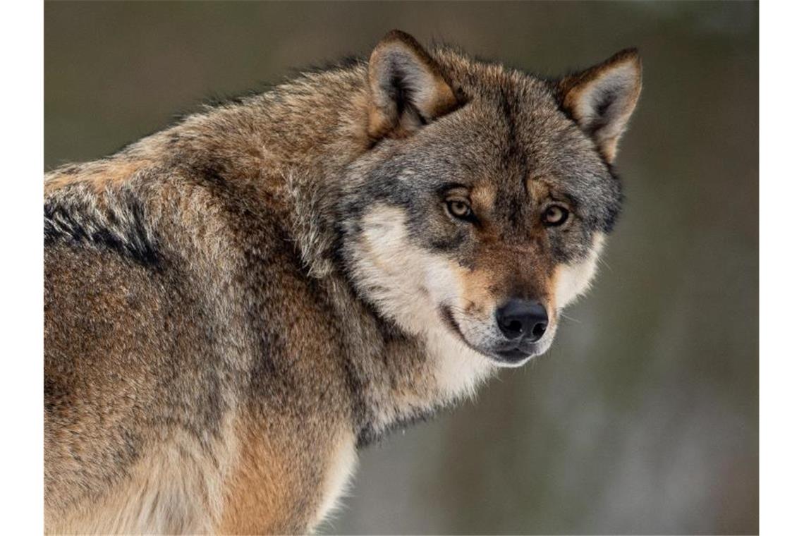 Ein Wolf steht in einem Gehege im Wildpark Neuhaus. Foto: Swen Pförtner/Archivbild