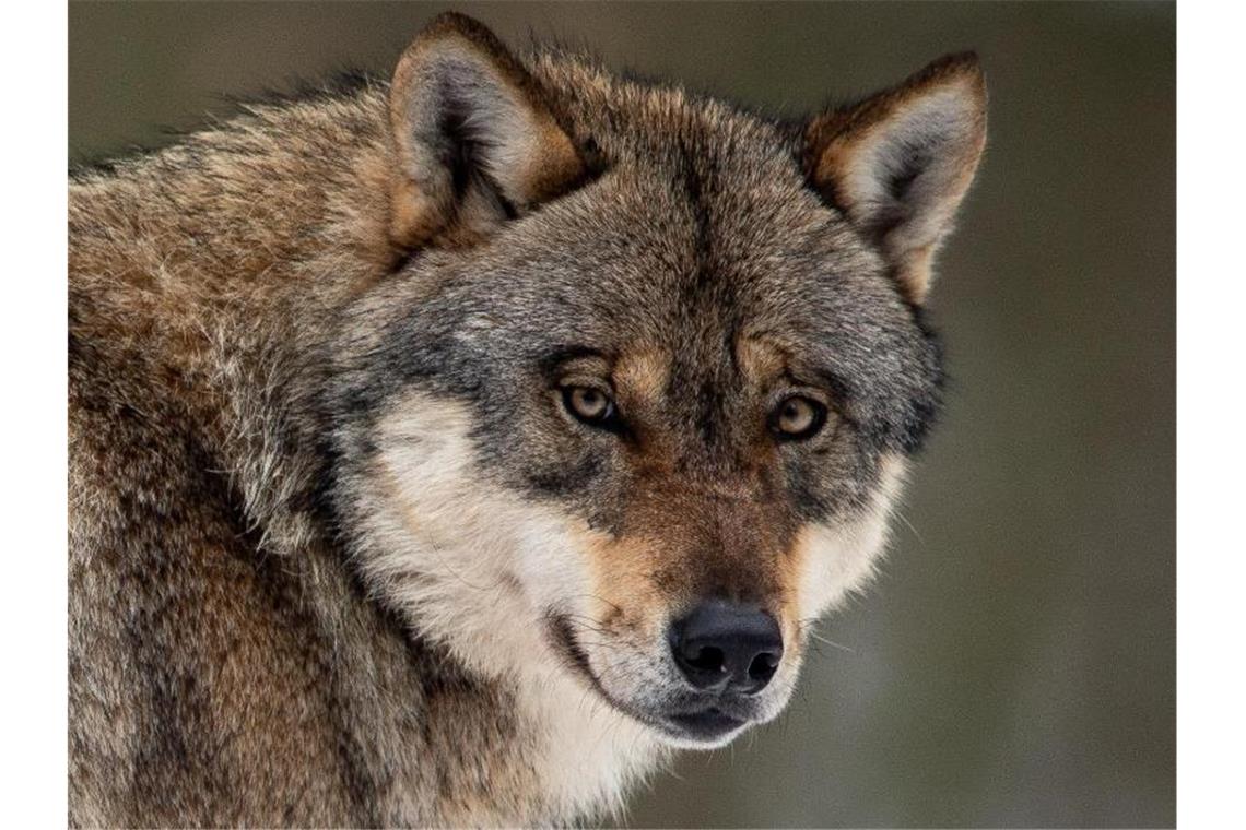 Wolf beschäftigt Bundestag Ein Wolf steht in einem Gehege im Wildpark Neuhaus in Niedersachsen. Foto: Swen Pförtner/dpa