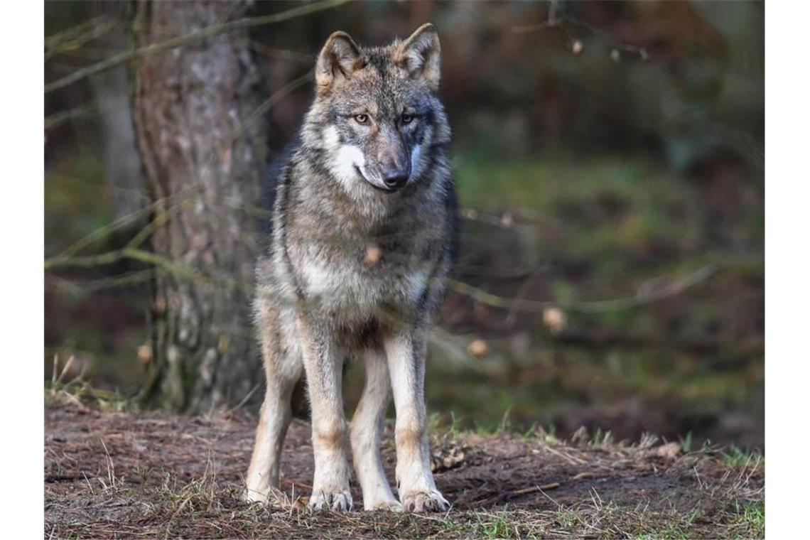 Ein Wolf steht in seinem Gehege. Foto: Patrick Pleul/dpa-Zentralbild/dpa/Archivbild